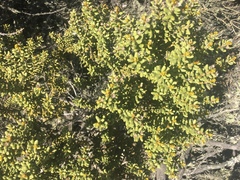 Olearia cymbifolia