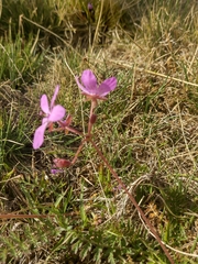 Erodium carvifolium
