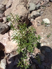 Ditaxis brandegeei