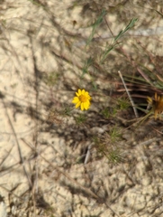 Thymophylla tenuiloba