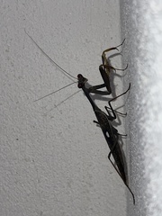 Sphodromantis viridis