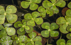 Marsilea mutica