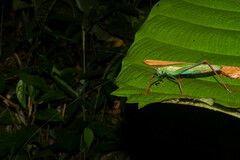 Jimenezia elegans