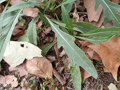 Diplotaxis tenuifolia