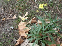 Diplotaxis tenuifolia