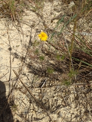 Thymophylla tenuiloba