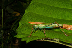 Jimenezia elegans