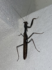 Sphodromantis viridis