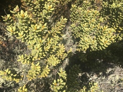 Olearia cymbifolia