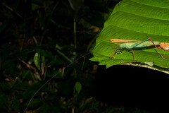 Jimenezia elegans