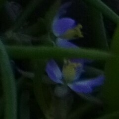 Spergularia bocconei