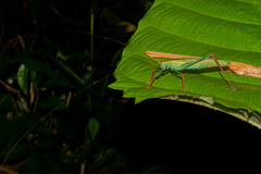 Jimenezia elegans