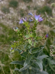 Echium salmanticum