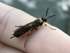 Eriotremex formosanus