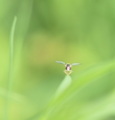 Sphaerophoria contigua