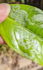 Phyllocnistis citrella