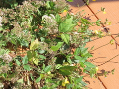 Vigna luteola