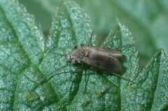 Diptera