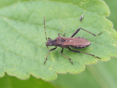 Alydus calcaratus