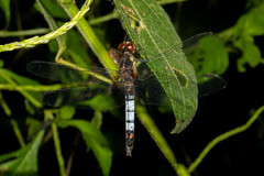 Erythrodiplax unimaculata