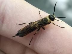 Eriotremex formosanus