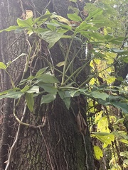 Syngonium podophyllum