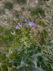 Echium salmanticum