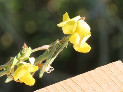 Vigna luteola