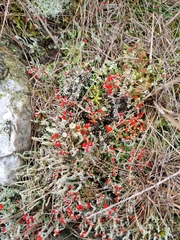 Cladonia floerkeana