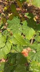 Dioscorea villosa