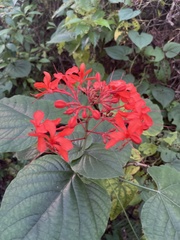 Clerodendrum speciosissimum