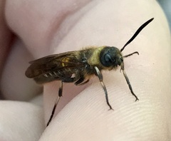 Eriotremex formosanus