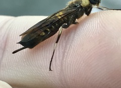 Eriotremex formosanus