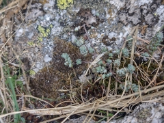 Sedum brevifolium