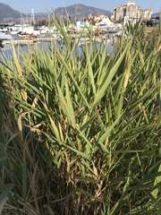 Phalaris arundinacea