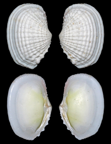 Fimbria Shell Género Fimbria · iNaturalist Mexico