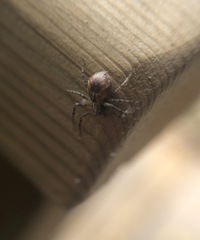 Philodromus aureolus