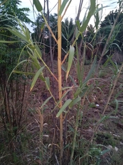 Phragmites australis