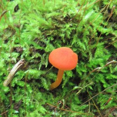 Hygrocybe miniata