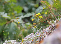 Eriogonum brevicaule brevicaule