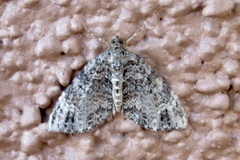 Hammaptera parinotata