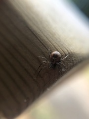 Philodromus aureolus