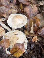 Hygrophorus chrysodon