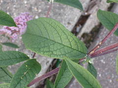 Buddleja davidii