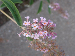 Buddleja davidii