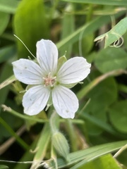 Geranium carolinianum