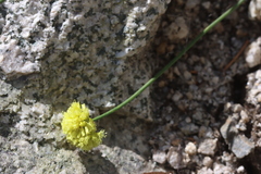 Eriogonum brevicaule brevicaule