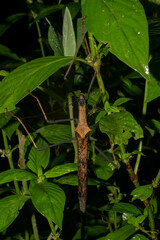 Pseudophasma bispinosum