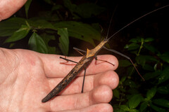 Pseudophasma bispinosum