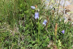 Campanula barbata